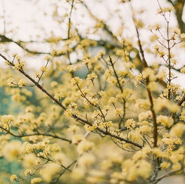 唯美黄色花朵图片 6