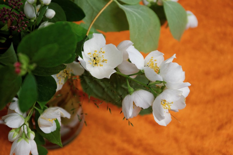 唯美的白色茉莉花图片 茉莉花花语你是我的 2
