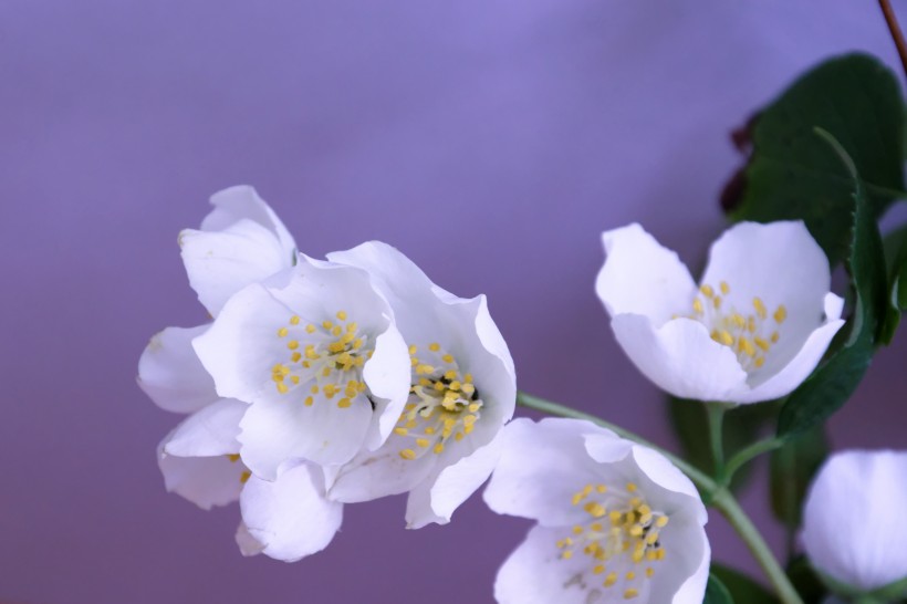 唯美的白色茉莉花图片 茉莉花花语你是我的 7