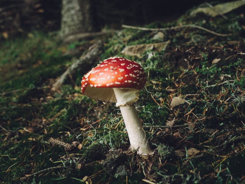 森林中的野生蘑菇图片