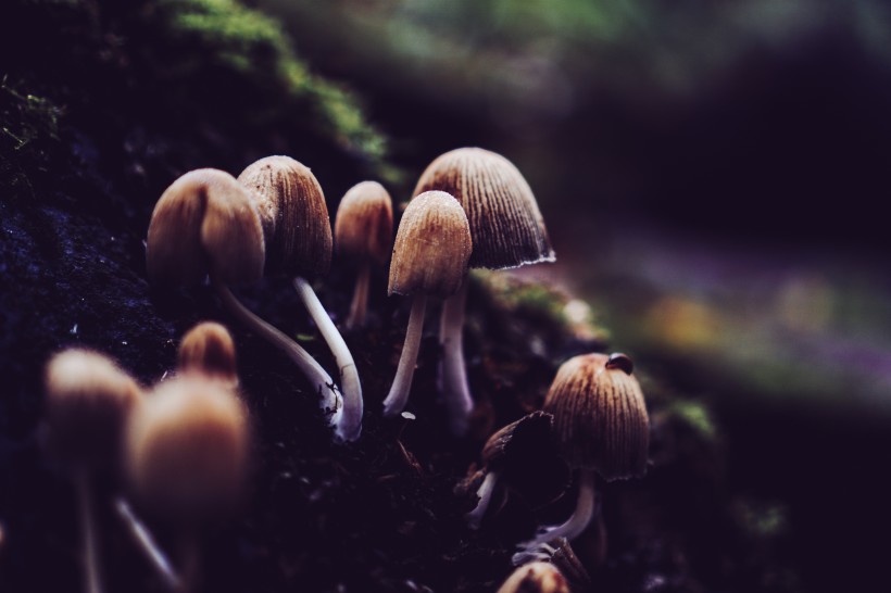 森林中的野生蘑菇图片 3