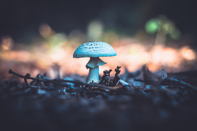 森林中的野生蘑菇图片 9