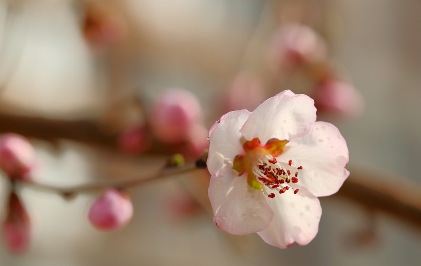 唯美的粉色桃花图片