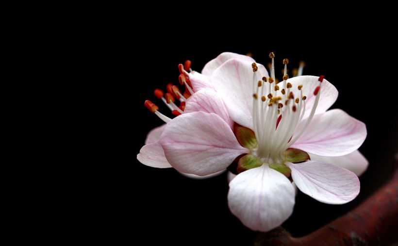 唯美的粉色桃花图片 4