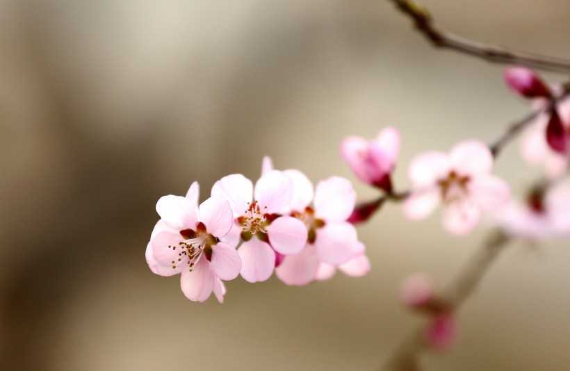 唯美的粉色桃花图片 6