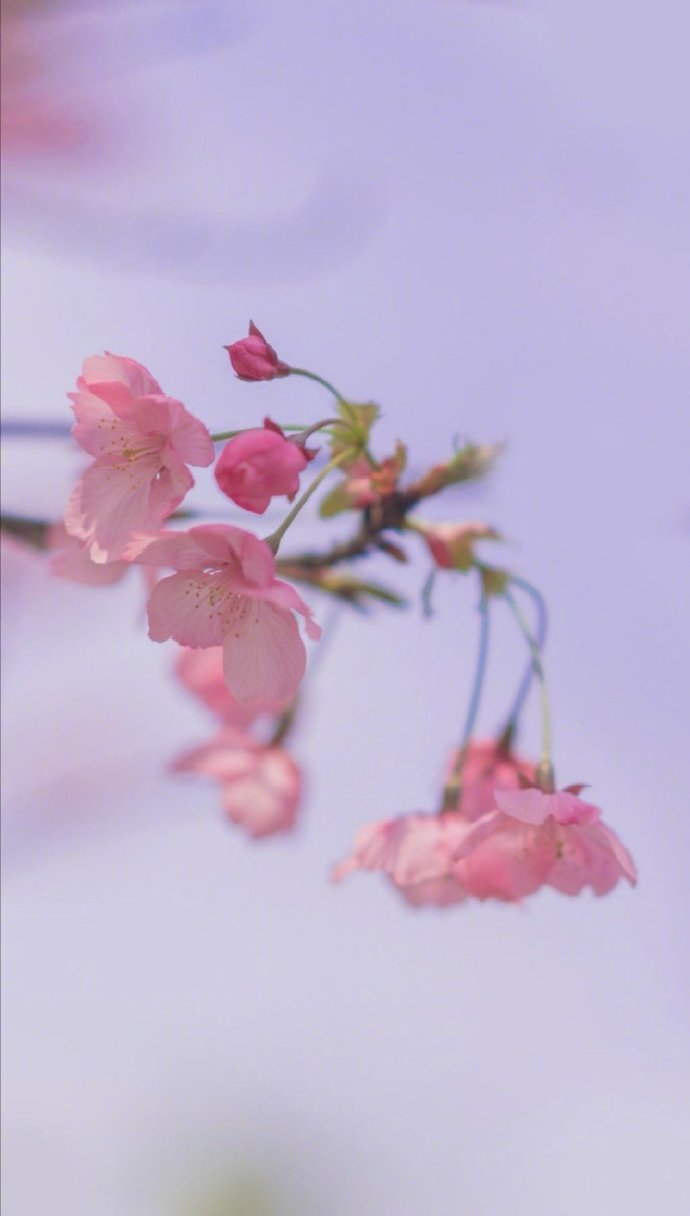 唯美正能量句子桃花图片 站在生活的最高处的方
