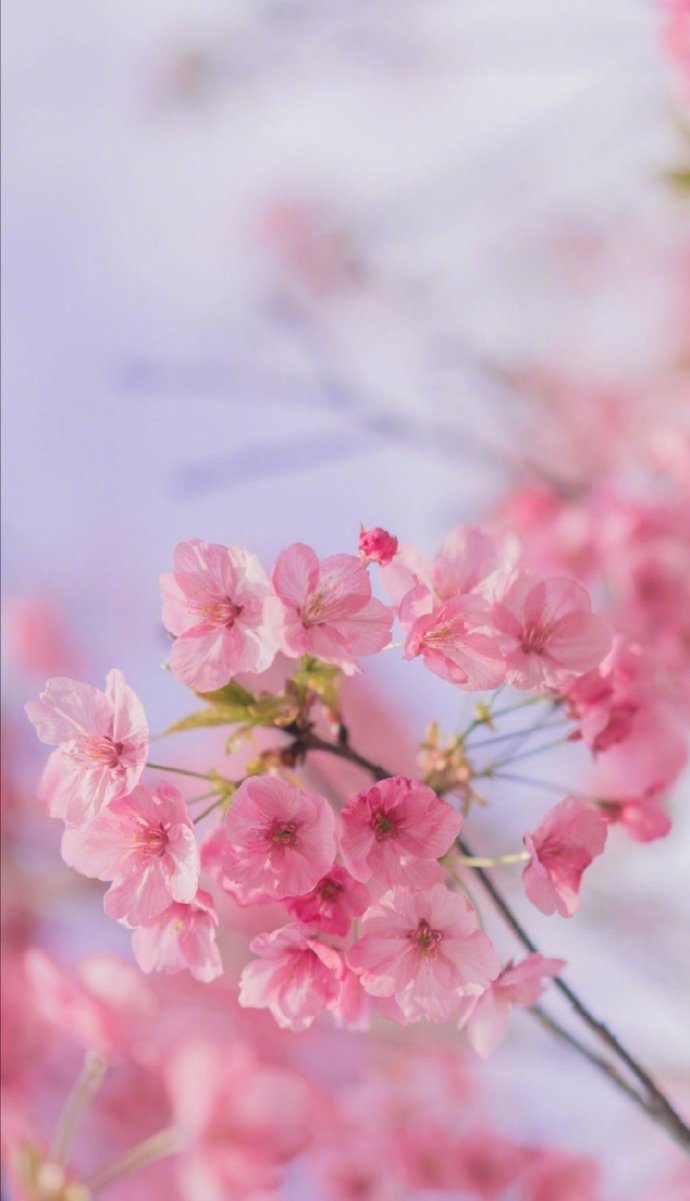 唯美正能量句子桃花图片 站在生活的最高处的方 3