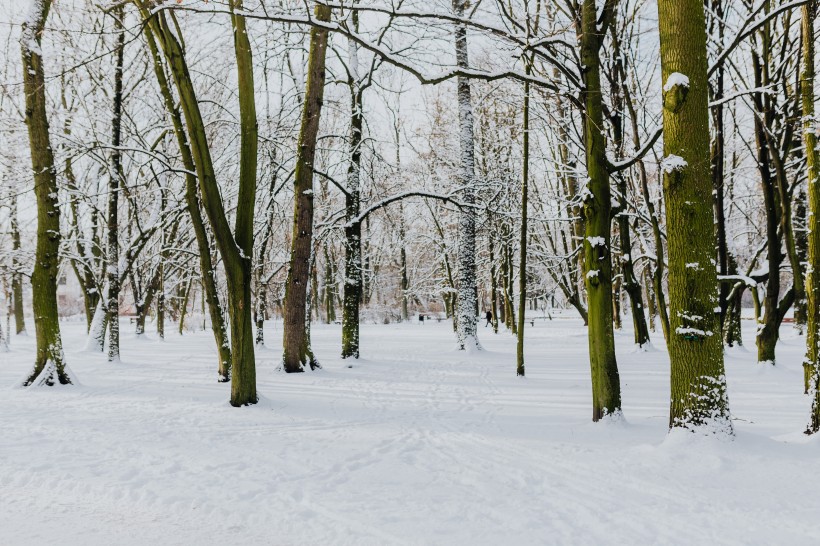 雪地里的公园风景图片 3