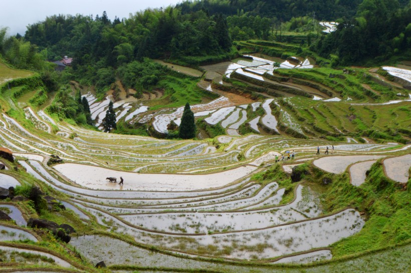 浙江丽水云和梯田自然风景图片 2