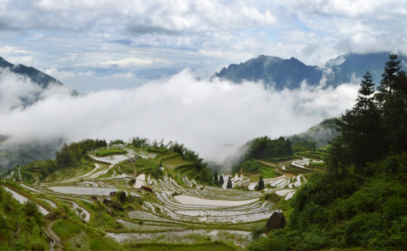 浙江丽水云和梯田自然风景图片 5