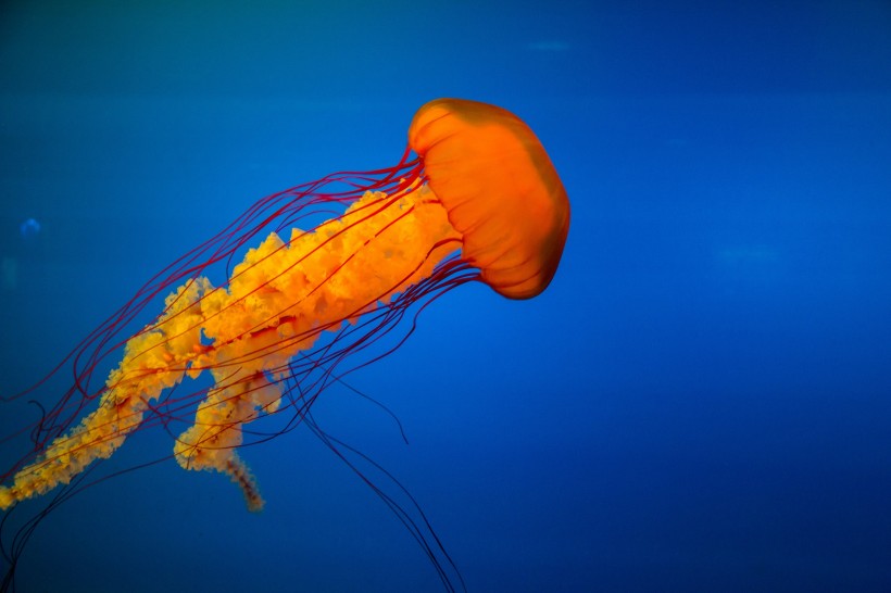 海洋生物水母图片