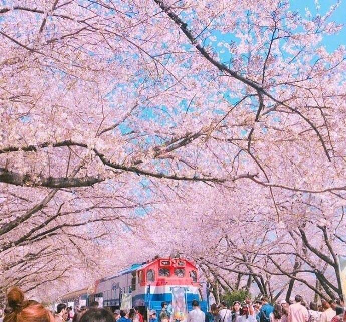 开往樱花花海的列车图片