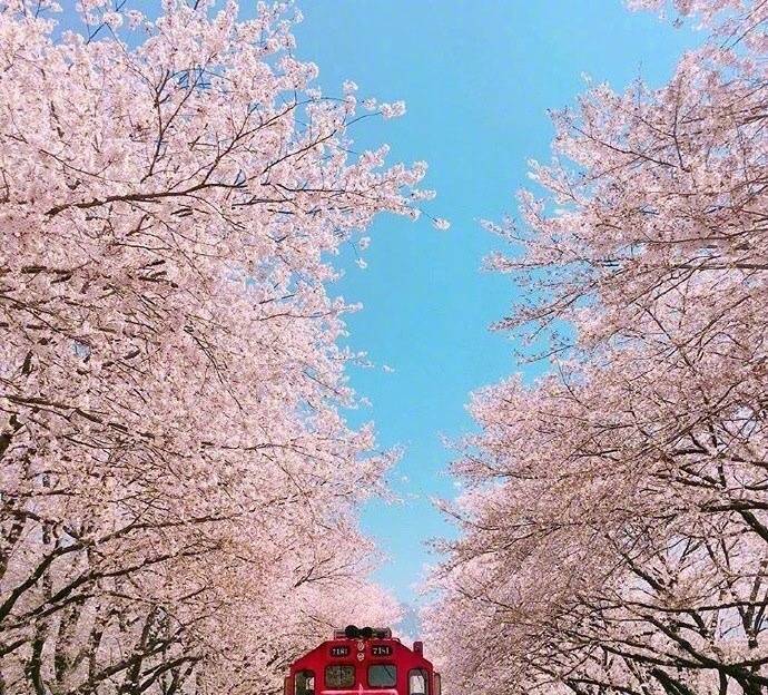 开往樱花花海的列车图片 3