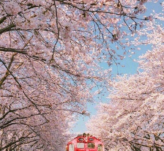 开往樱花花海的列车图片 5