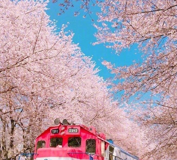 开往樱花花海的列车图片 6