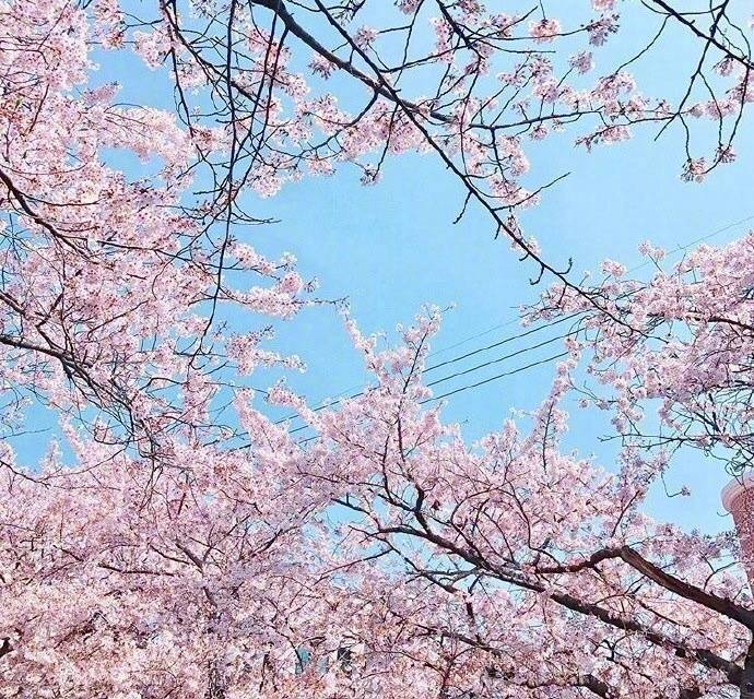 开往樱花花海的列车图片 7