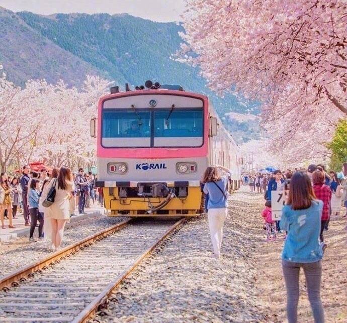 开往樱花花海的列车图片 9
