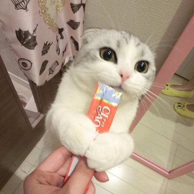 萌宠猫咪图片 想要撸猫图片