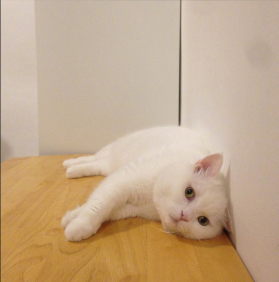 萌宠喵星人图片 白色的偷懒猫咪图片