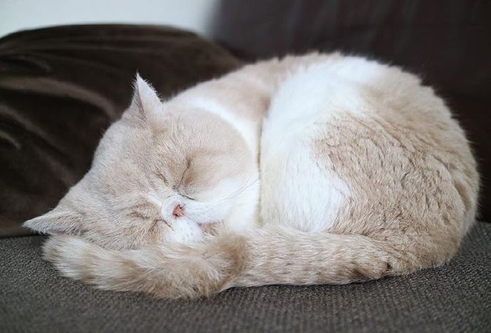 四季入眠的喵星人加菲猫图片