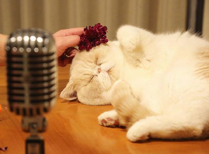 四季入眠的喵星人加菲猫图片 2