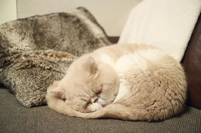 四季入眠的喵星人加菲猫图片 3