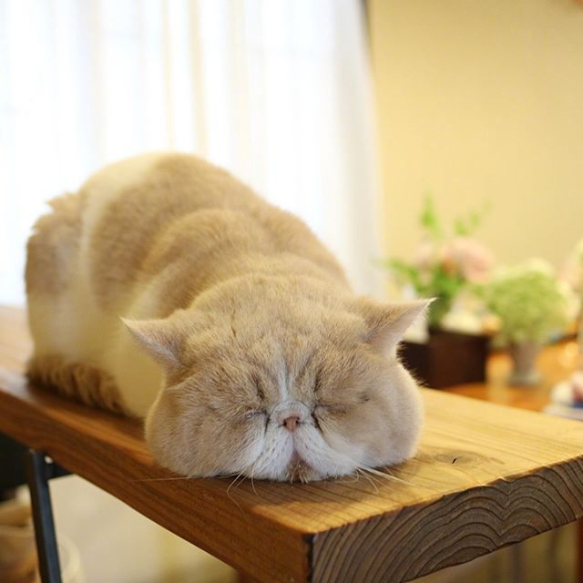 四季入眠的喵星人加菲猫图片 4