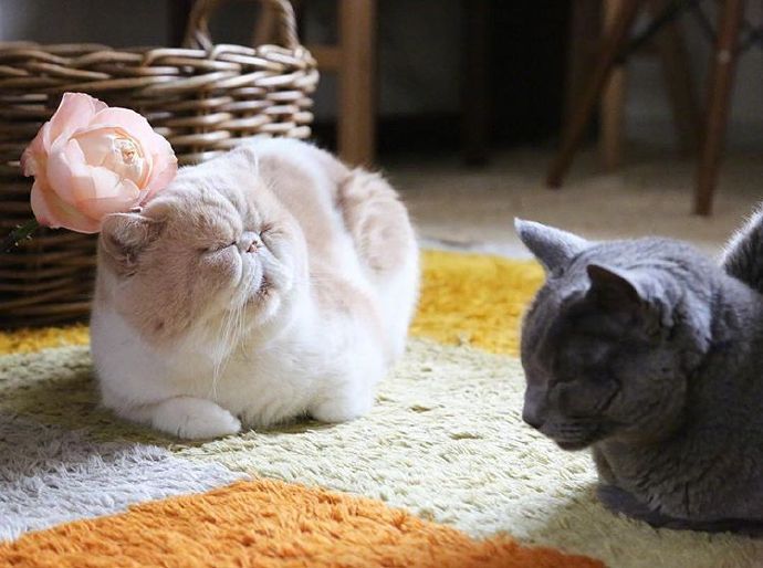 四季入眠的喵星人加菲猫图片 5
