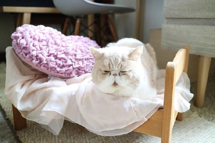 四季入眠的喵星人加菲猫图片 7