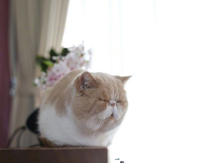 四季入眠的喵星人加菲猫图片 8