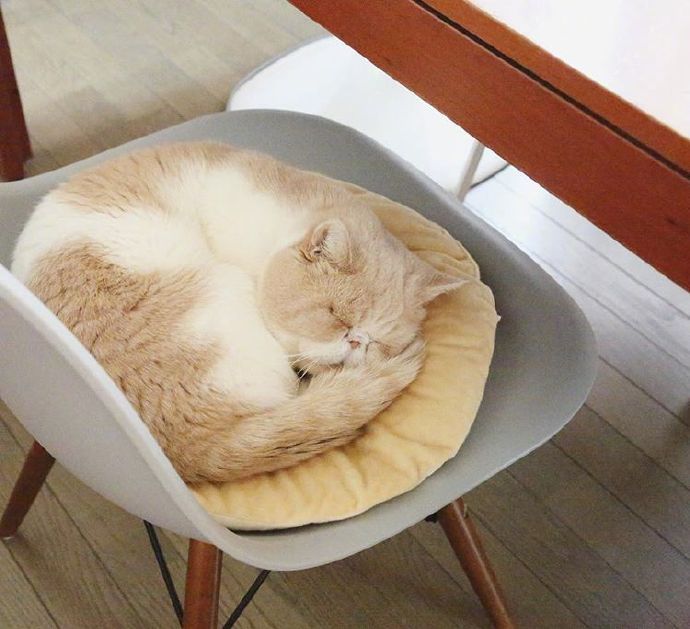 四季入眠的喵星人加菲猫图片 9