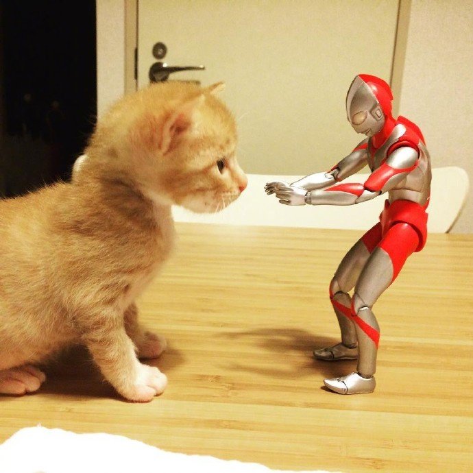 奥特曼与萌宠橘猫图片