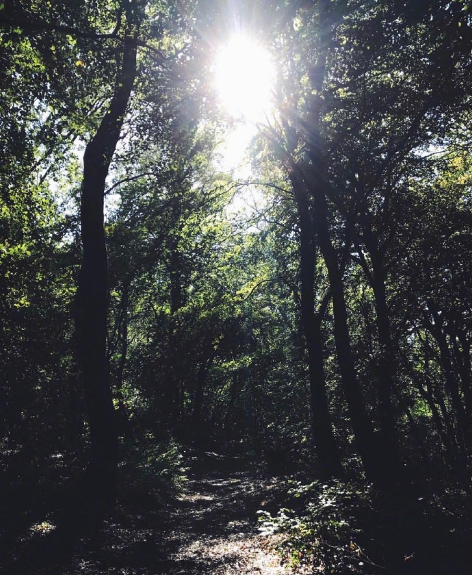 迷雾森林风景图片 4
