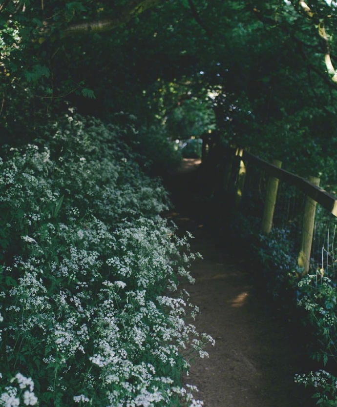 迷雾森林风景图片 7