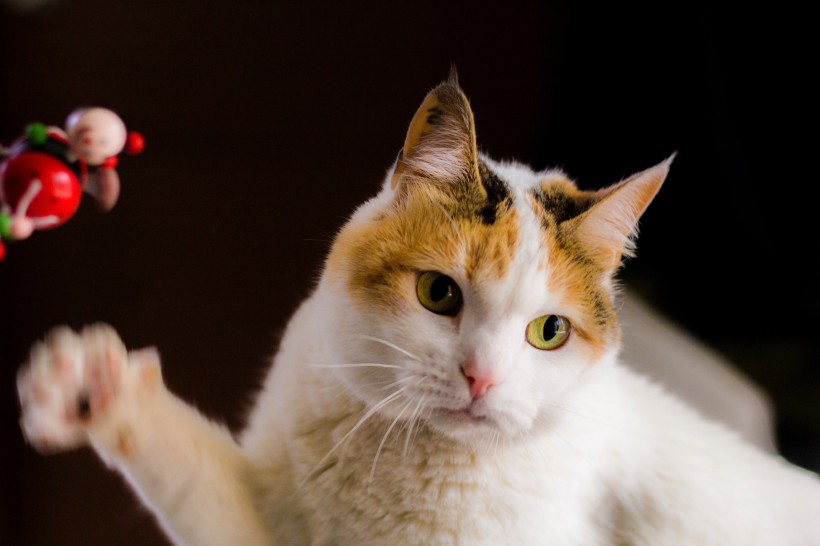 可爱猫咪头像图片 萌宠喵星人图片