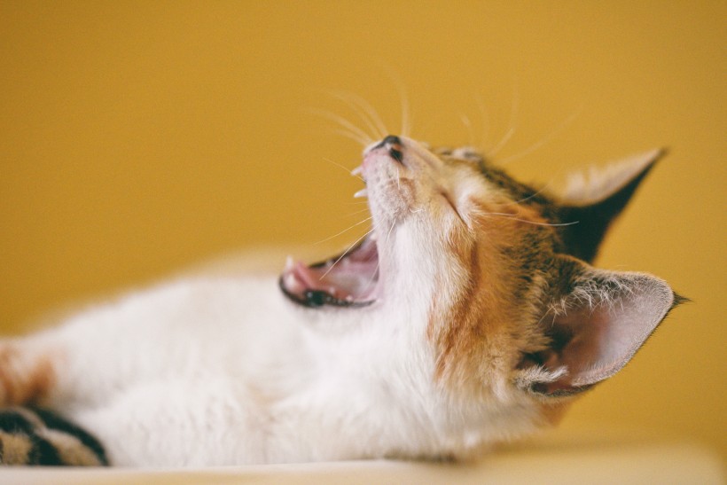 可爱猫咪头像图片 萌宠喵星人图片 3
