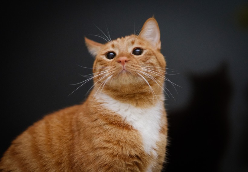 可爱猫咪头像图片 萌宠喵星人图片 4
