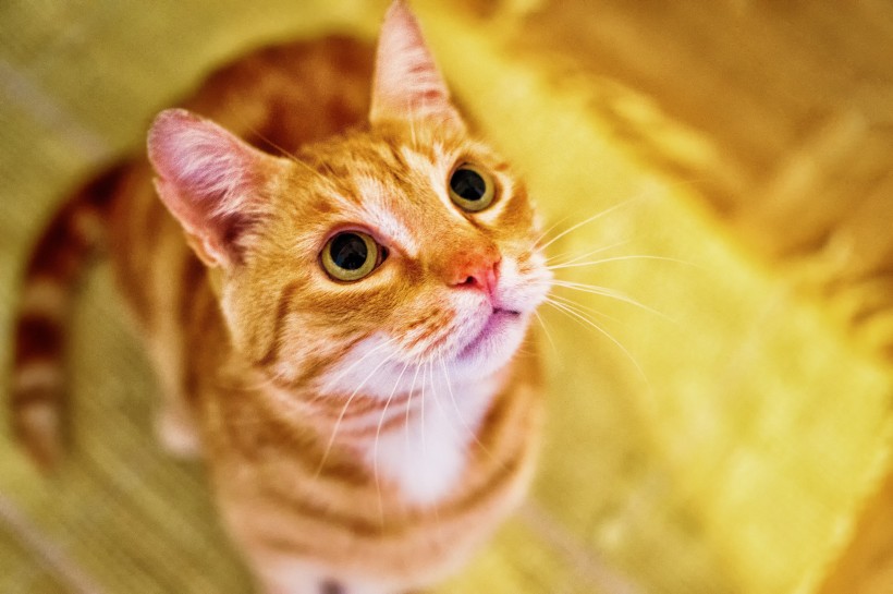 可爱猫咪头像图片 萌宠喵星人图片 5