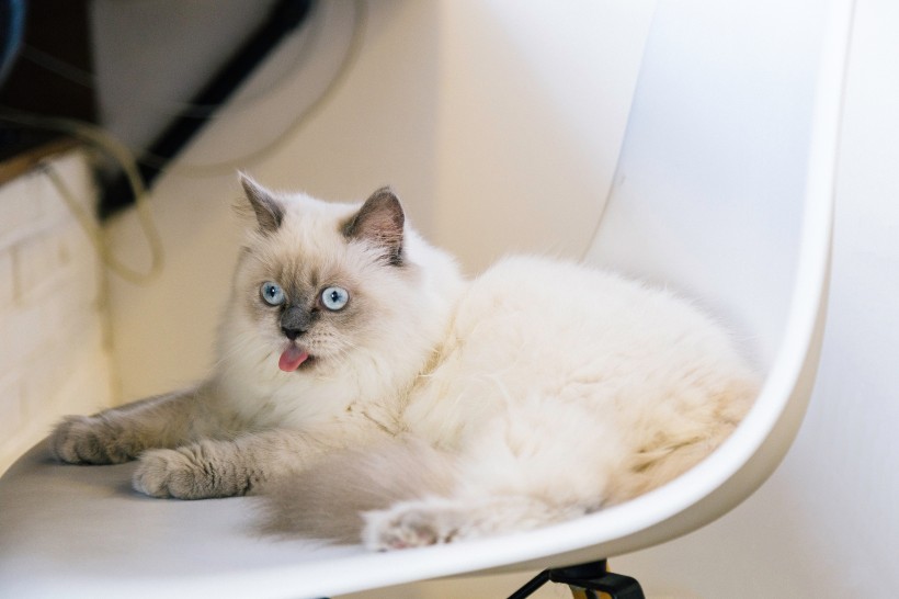 可爱猫咪头像图片 萌宠喵星人图片 6