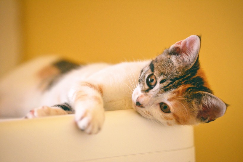 可爱猫咪头像图片 萌宠喵星人图片 9