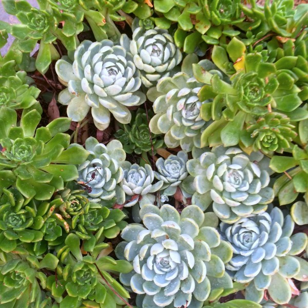 唯美绿植图片 多肉植物图片 3