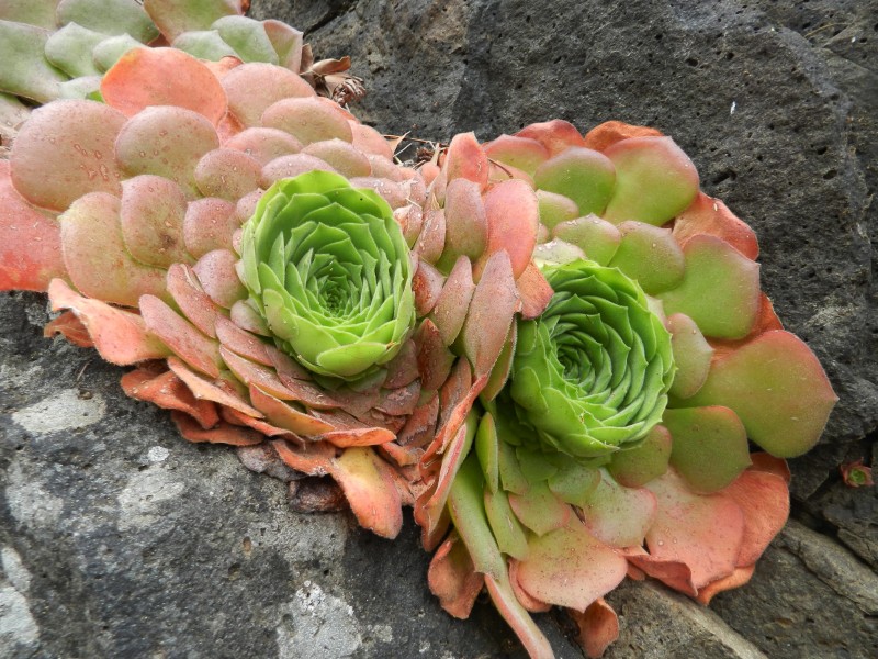 唯美绿植图片 多肉植物图片 5