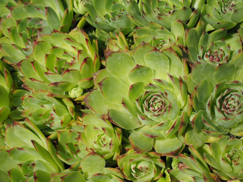 唯美绿植图片 多肉植物图片 8