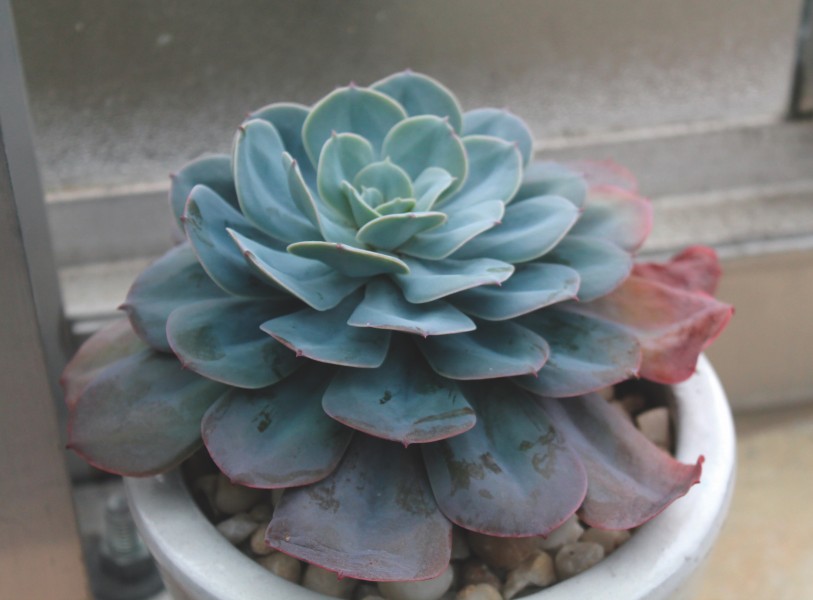 唯美绿植图片 多肉植物图片 11
