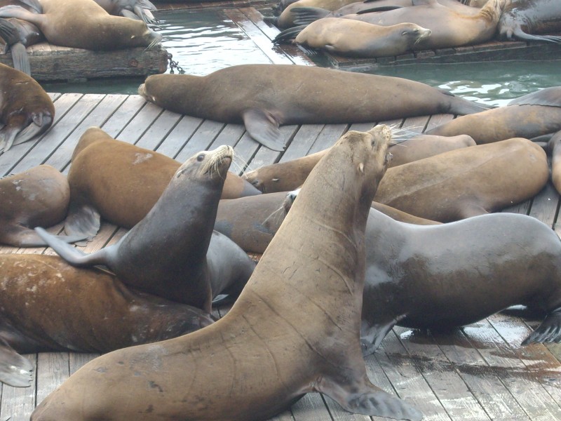 呆萌的海洋生物海狮图片 10