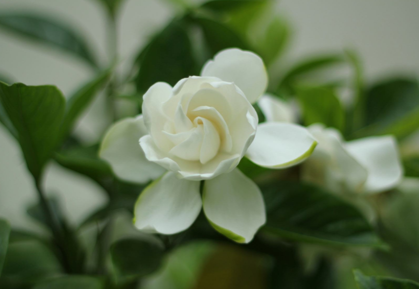 象征纯洁的栀子花图片 4