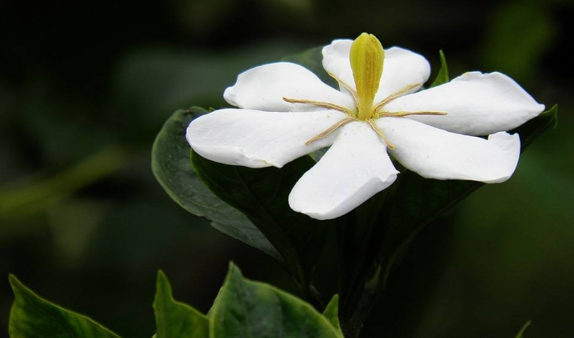 象征纯洁的栀子花图片 5