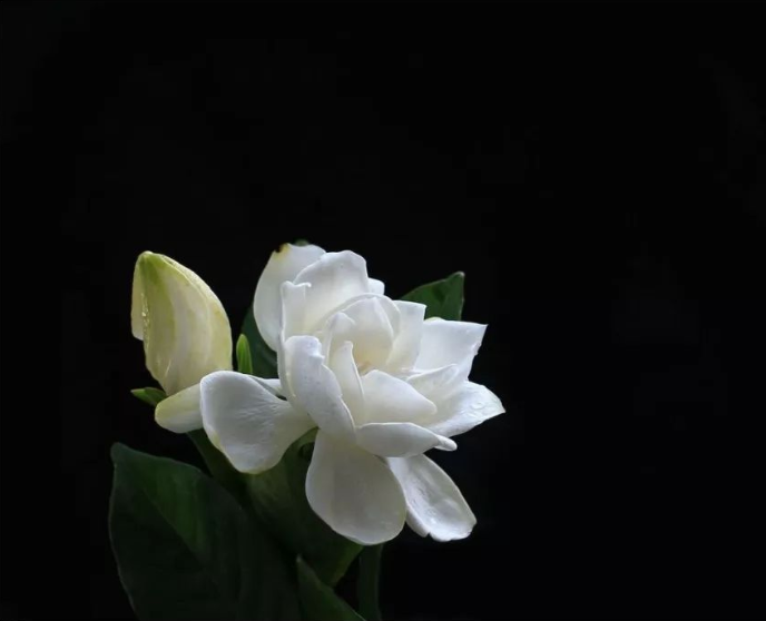 象征纯洁的栀子花图片 6