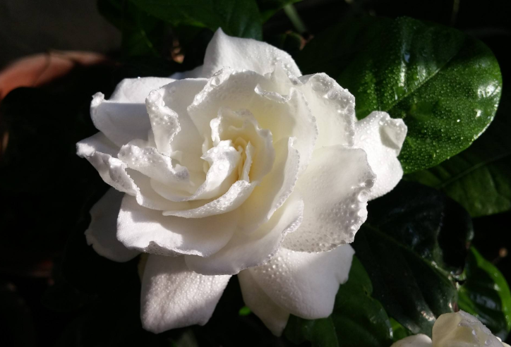 象征纯洁的栀子花图片 7