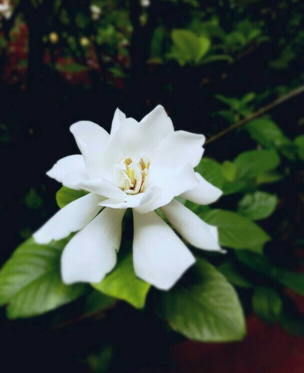 象征纯洁的栀子花图片 10